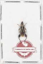 Merionoeda sp. 2