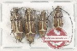 Scientific lot no. 178 Anthribidae (4 pcs)