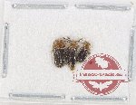 Dryllidae Scientific lot no. 4 (3 pcs - 1 pc A-)