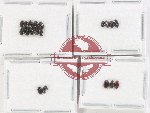 Lymnichidae Scientific lot no. 10 (19 pcs)