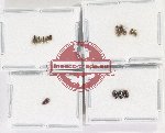 Hydrophilidae Scientific lot no. 309 (13 pcs)