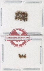 Hydrophilidae Scientific lot no. 311 (13 pcs)