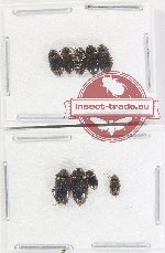 Ptylodactilidae Scientific lot no. 8 (9 pcs)