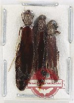 Lymexylonidae Scientific lot no. 5BA (3 pcs)