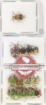 Scientific lot no. 1356 Heteroptera (Pentatomidae) (14 pcs)