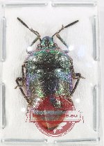 Scutellarinae sp. 73 (A2)