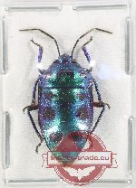 Scutellarinae sp. 75