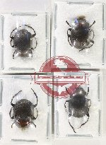 Scientific lot no. 892 Coprophaga (4 pcs)