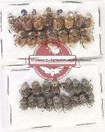 Scientific lot no. 876 Coprophaga (31 pcs)