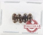 Chelonaridae Scientific lot no. 14 (4 pcs)
