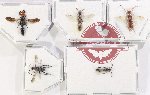 Scientific lot no. 558 Hymenoptera (5 pcs)