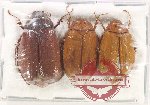 Scientific lot no. 219 Melolonthinae (3 pcs)