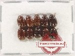 Scientific lot no. 221 Melolonthinae (10 pcs)
