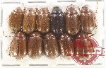 Scientific lot no. 234 Melolonthinae (11 pcs)