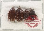 Scientific lot no. 222 Melolonthinae (4 pcs)