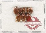 Scientific lot no. 223 Melolonthinae (8 pcs)