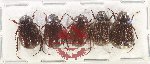 Scientific lot no. 232 Melolonthinae (5 pcs)