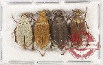 Scientific lot no. 237 Melolonthinae (4 pcs)