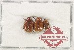 Scientific lot no. 226 Melolonthinae (3 pcs)