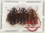 Scientific lot no. 227 Melolonthinae (3 pcs)