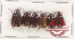 Scientific lot no. 218 Melolonthinae (6 pcs)