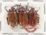 Scientific lot no. 225 Melolonthinae (3 pcs)