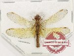Odonata sp. 80 (5 pcs)