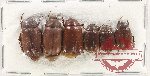 Scientific lot no. 224 Melolonthinae (6 pcs A2)