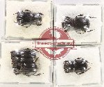 Scientific lot no. 902 Coprophaga (Copris spp.) (5 pcs)