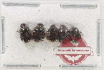 Scientific lot no. 903 Coprophaga (5 pcs)