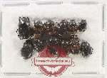 Scientific lot no. 901 Coprophaga (12 pcs)