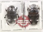 Scientific lot no. 904 Coprophaga (1 pair - 1 pc A2)