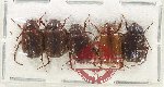 Scientific lot no. 233 Melolonthinae (5 pcs)