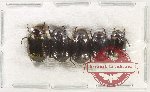Scientific lot no. 231 Melolonthinae (5 pcs)