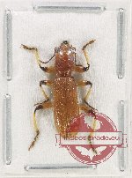 Cleridae sp. 38