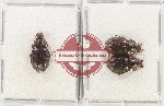 Hybosorinae Scientific lot no. 112 (3pcs)