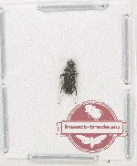 Cleridae sp. 36