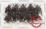 Scientific lot no. 393 Rutelinae (10 pcs)