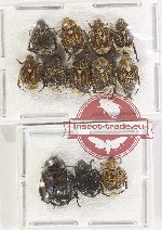 Scientific lot no. 392 Rutelinae (12 pcs)