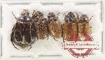 Scientific lot no. 388 Rutelinae (5 pcs)