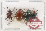 Scientific lot no. 576 Chrysomelidae (4 pcs)