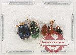 Scientific lot no. 577 Chrysomelidae (5 pcs)