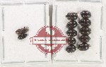 Scientific lot no. 204 Nitidulidae (12 pcs)