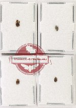 Scientific lot no. 198 Nitidulidae (4 pcs)