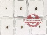 Bruchidae Scientific lot no. 32 (7 pcs)