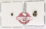 Bruchidae Scientific lot no. 33 (4 pcs)