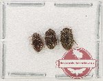 Scientific lot no. 475 Tenebrionidae (3 pcs)