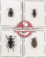 Scientific lot no. 474 Tenebrionidae (4 pcs)