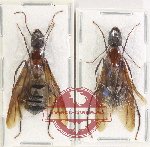Scientific lot no. 39 Formicidae (2 pcs)