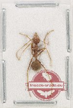 Formicidae sp. 87 (A2)